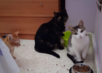 gatitos 1