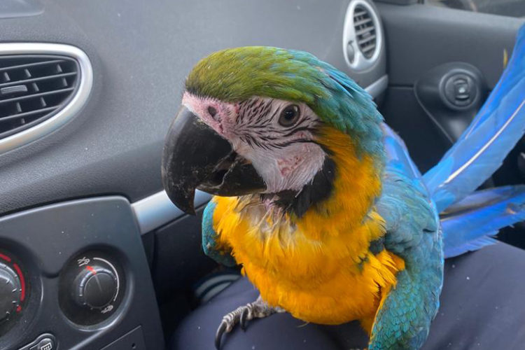 guacamayo