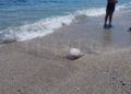 medusa-gigante-playa