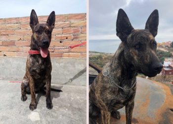 montaje-daison-perro-perdido
