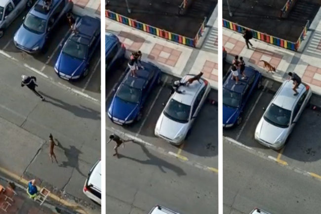 Detenido por azuzar a su perro para que mordiera a un guardia civil