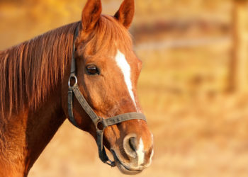 caballo