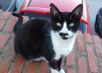 gato