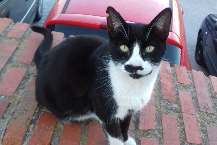 gato