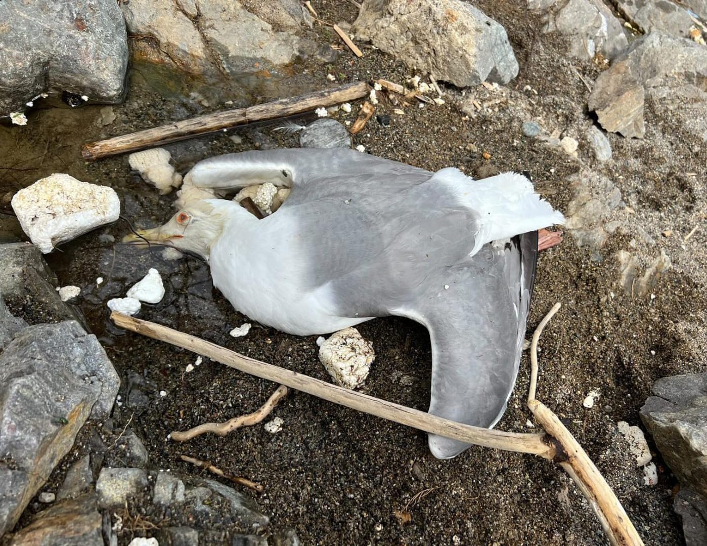Gaviotas muertas en los tejados: SEO/BirdLife teme envenenamientos