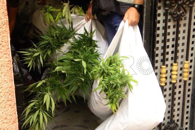 Se enfrentan a 3 años de cárcel por tener 36 plantas de marihuana en su casa