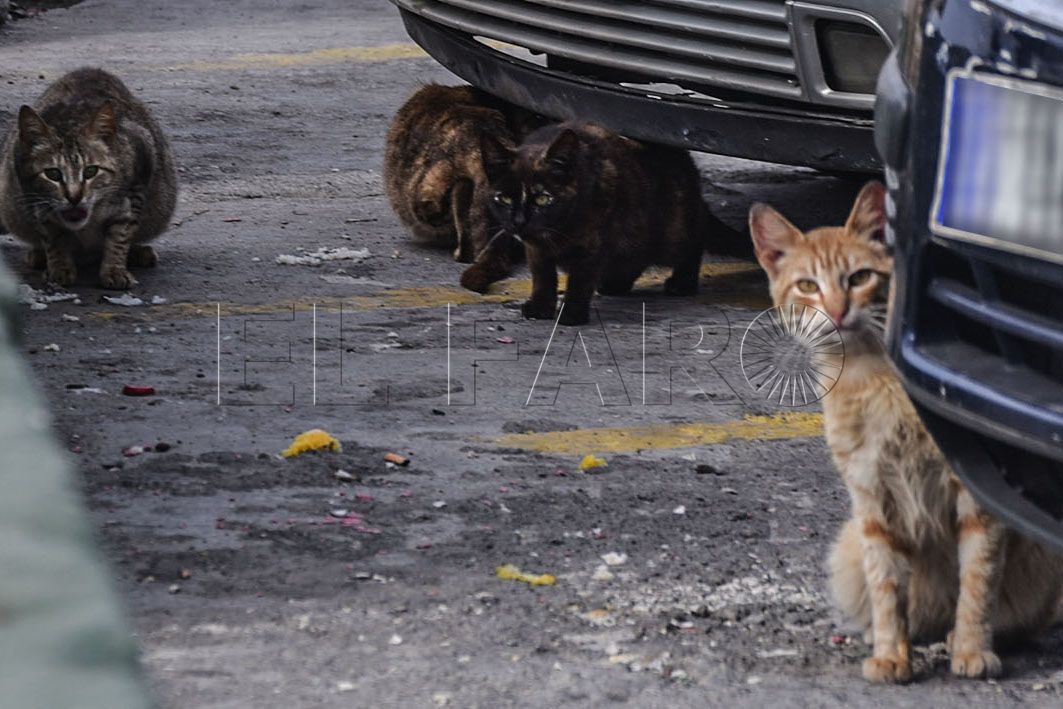 gatos