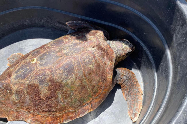 El CECAM rescata a la primera tortuga de la temporada en la Almadraba