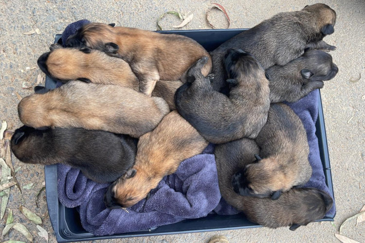 perros-abandonados-ceuta