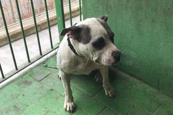 perro-abandonado