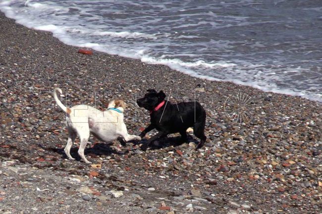 El Faro - Carta en el Día Internacional de las Mascotas Fallecidas