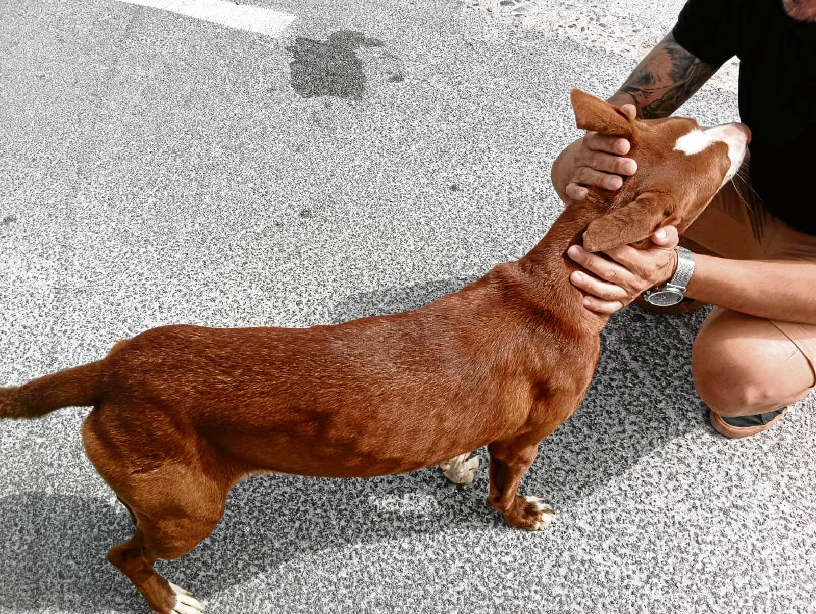 perro-abandonado-monte-hacho-3