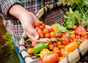 tomates-naturaleza