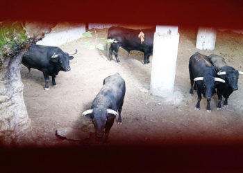 toros