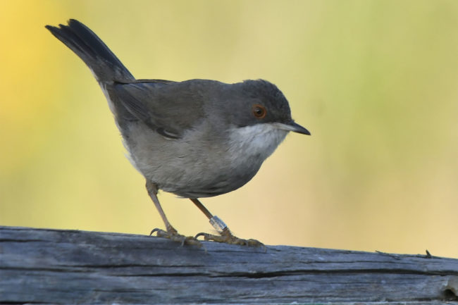 El Faro - Jornadas de anillamiento y observación para conmemorar el Día de las Aves