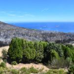 bomberos-incendio-monte-garcia-aldave-015