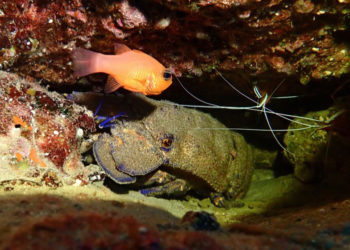 buceo-burbujas-graciosa-canarias-002
