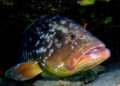 buceo-burbujas-graciosa-canarias-003