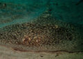 buceo-burbujas-graciosa-canarias-009