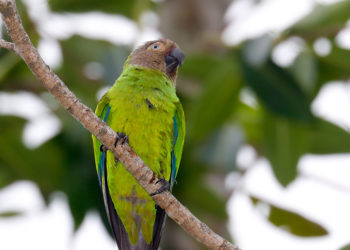 loro
