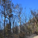 monte-garcia-aldave-incendio-015