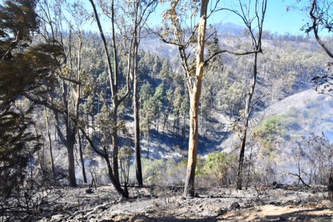 El 65% de la superficie arrasada por el fuego es de alto valor ecológico