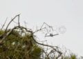 aviones-ejercito-aire-001