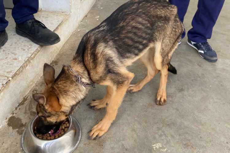 maltrato-animal-investigaciones