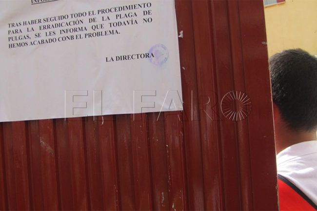 Sanidad diseñará actuaciones “de carácter proactivo” frente a las pulgas