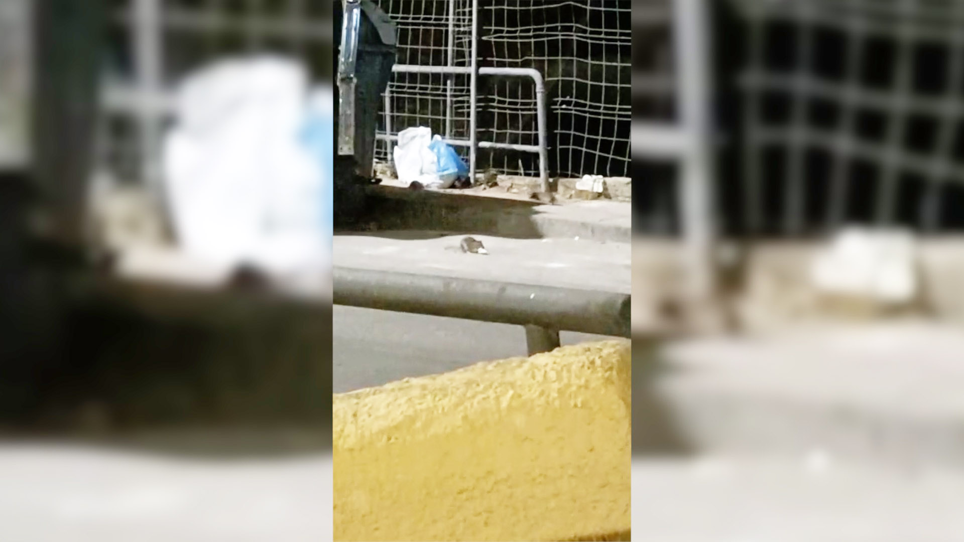 Ratas en los contenedores: vecinos incapaces de tirar la basura en San Daniel