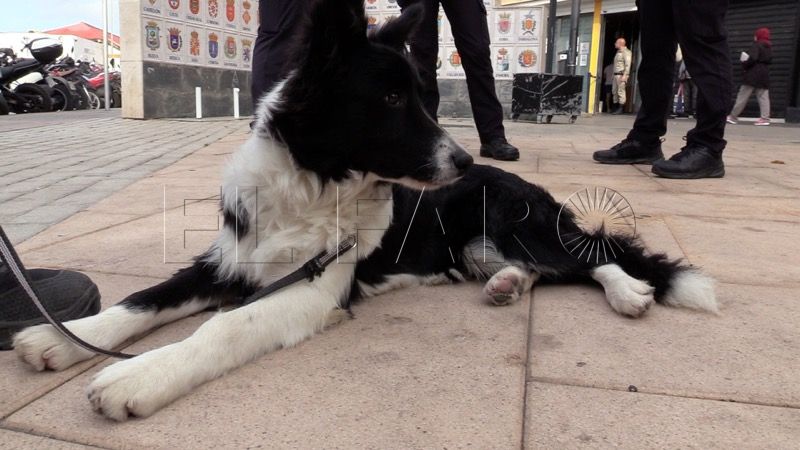 Tribu, el perro policía que aprende a detectar explosivos