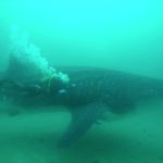 tiburon-ballena-007