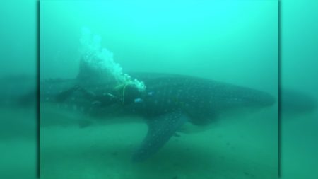 tiburon-ballena-007