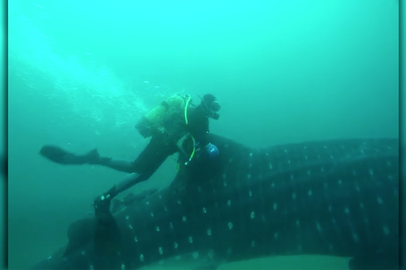 Así se rescató al tiburón ballena en Ceuta, especie inédita en el Mediterráneo
