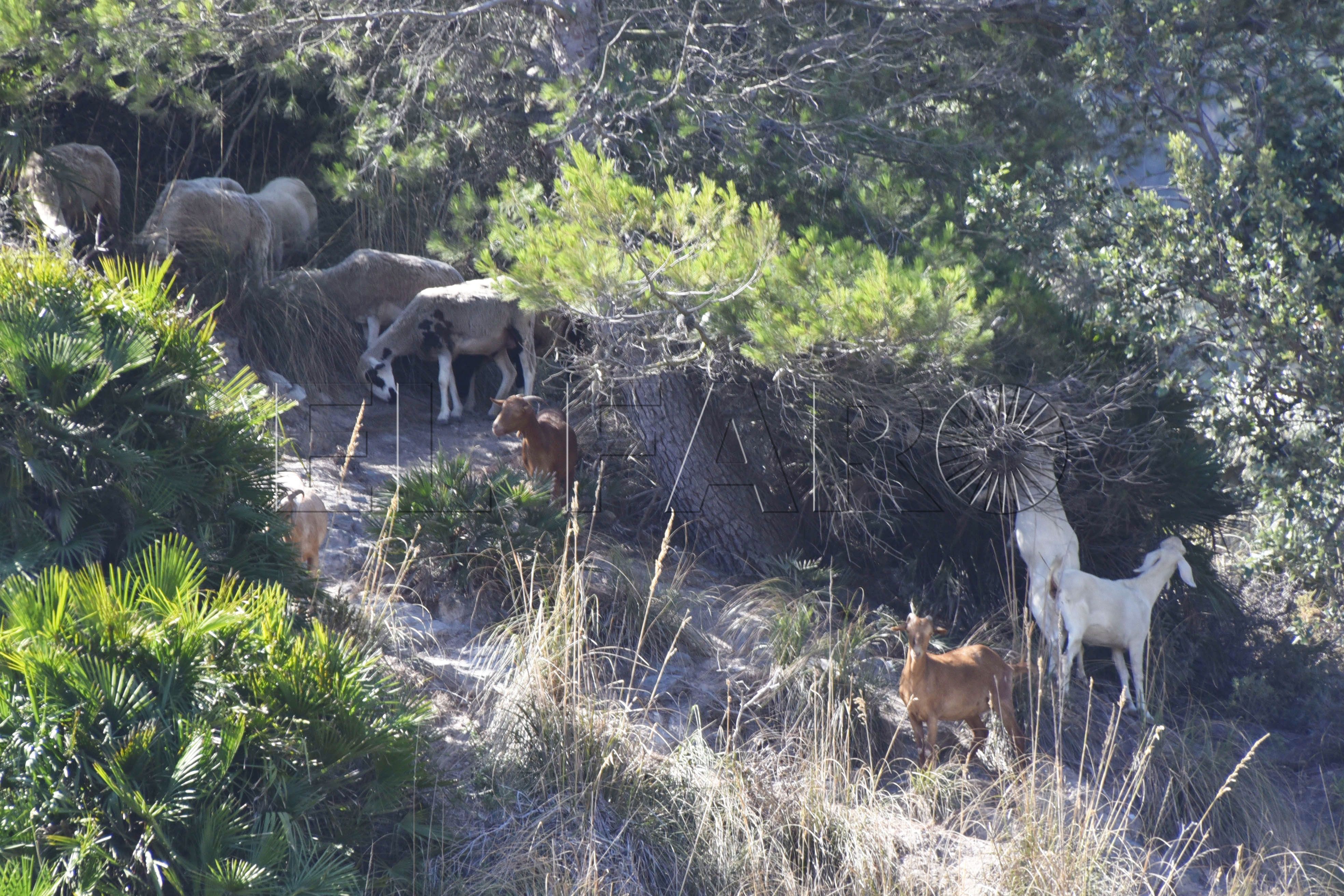 cabras-polvorin-betel