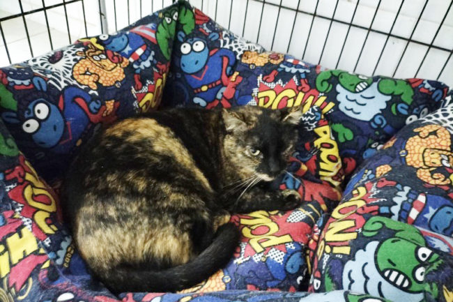 Reina, el futuro incierto de una gata de Jáudenes