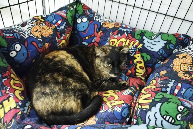 Reina, el futuro incierto de una gata de Jáudenes