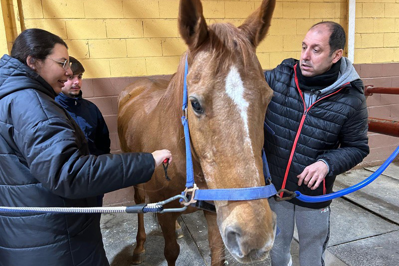 hipoterapia-plena-inclusion-caballos-002