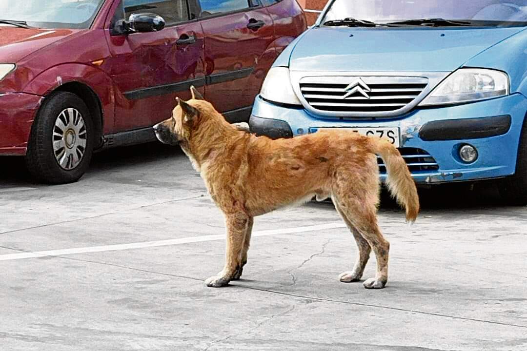perro-abandonado-principe-2