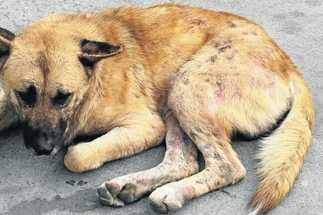 El Faro - Vecinos del Príncipe y ‘Soy tu voz’ piden la recogida de un perro «abandonado»
