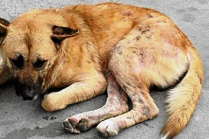 Vecinos del Príncipe y ‘Soy tu voz’ piden la recogida de un perro «abandonado»
