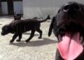 cachorros-busca-hogar-010