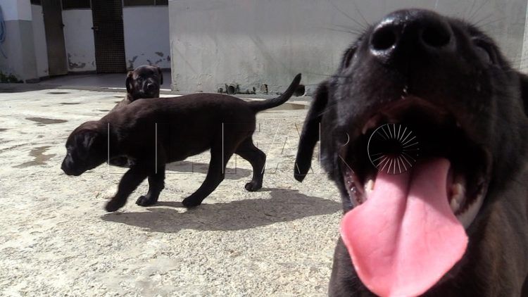 cachorros-busca-hogar-010