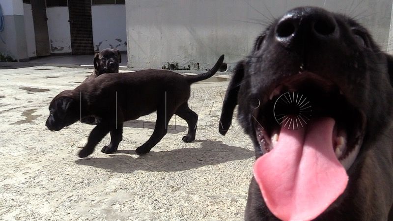cachorros-busca-hogar-010
