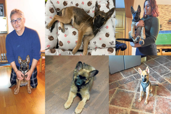 Perros en adopción: una camada de cinco cachorros encuentra familia