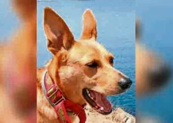 perro-colaboracion-canonazo