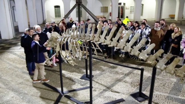 Inaugurado el esqueleto del Zifio de Cuvier en el Campus Universitario