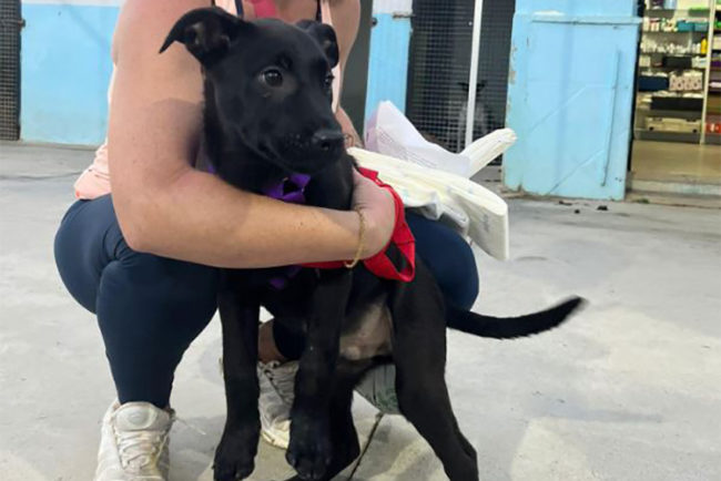 Los cachorros de Trufa: Zeus consigue adopción y sus hermanos buscan hogar