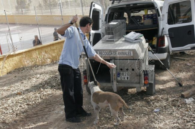 Buscan una empresa para la recogida urgente de animales de compañía en la vía pública