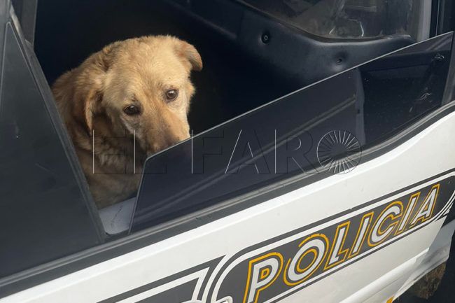 ‘Soy tu voz’ denuncia «dejadez y descontrol» en la recogida de animales